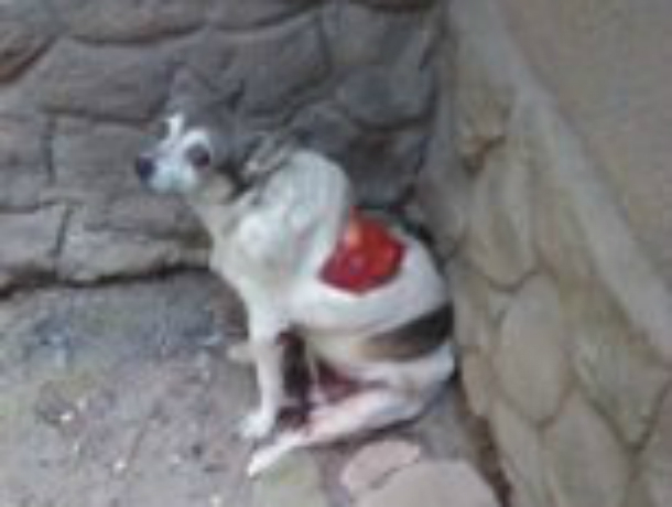 В Таганроге появился садист – живодер, с собаки  срезали кожу