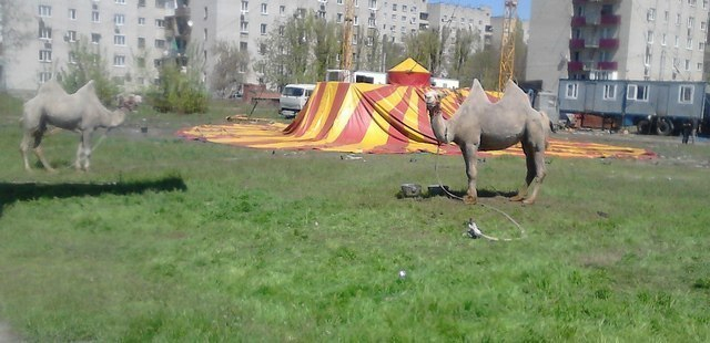 Щиплющий свежую травку верблюд на Русском поле удивил горожан