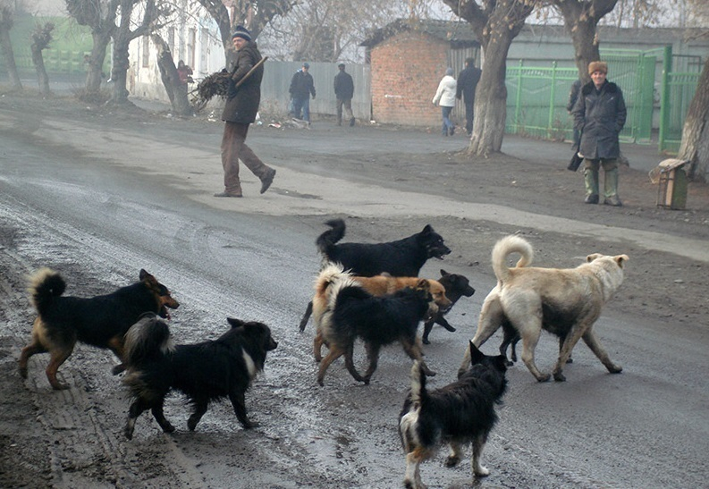 Администрация Таганрога получит право отлавливать бездомных кошек и собак