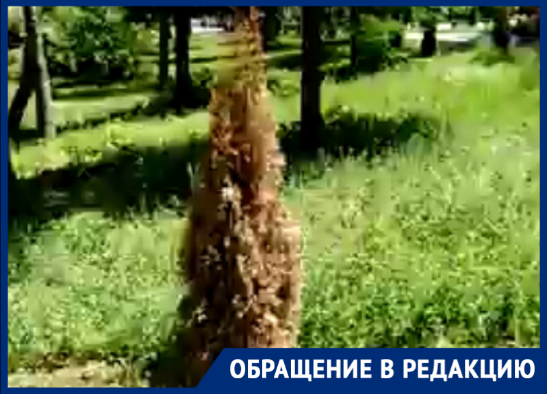 В Таганроге в обновленном Приморском парке уже начали увядать деревья