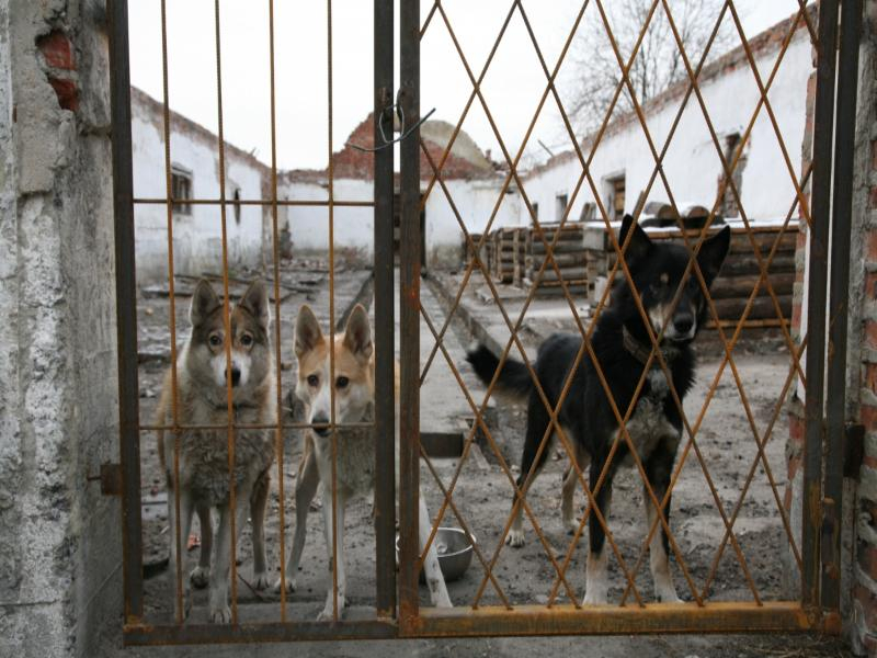 700 тысяч на бездомных собак: МКУ «Благоустройство» отчиталось за потраченные деньги