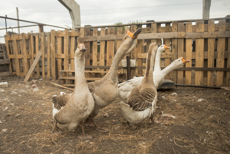 Под Таганрогом в Неклиновском районе птичий грипп теперь выявили у гусей