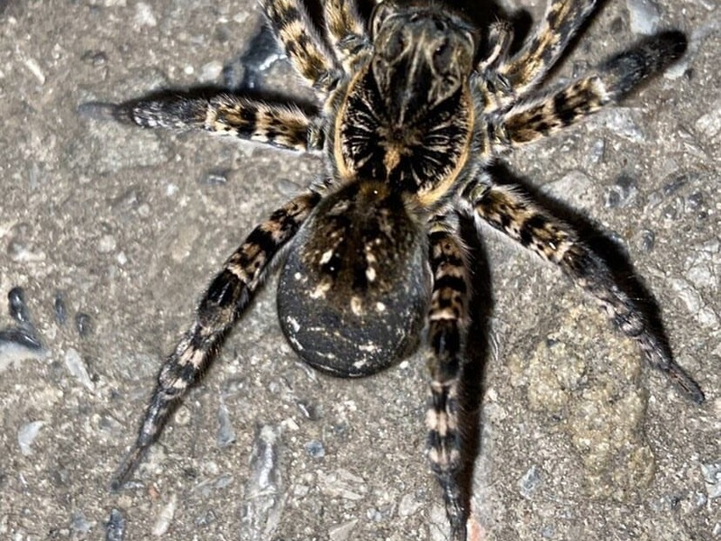 «Я в первый раз в жизни вижу такое»: в Таганроге снова замечены тарантулы