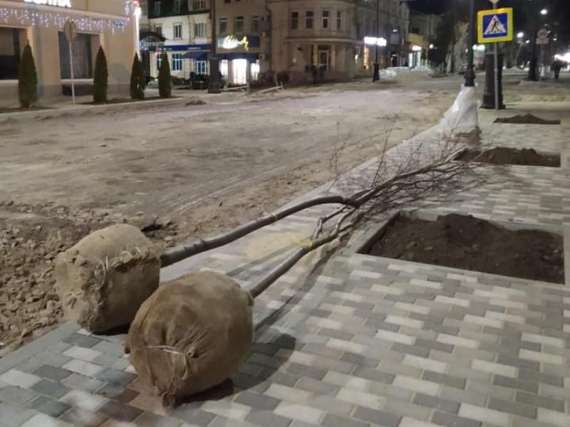 Подросшие деревья привезли на улицу Петровскую,   приживутся ли они в мороз?