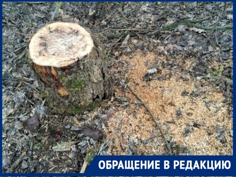 «Вырубают последние дубы на дрова»? Снова об уничтожении леса под Таганрогом