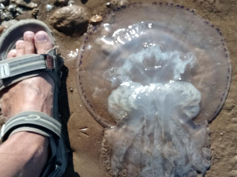 Опасные медузы появились в водах Таганрогского залива