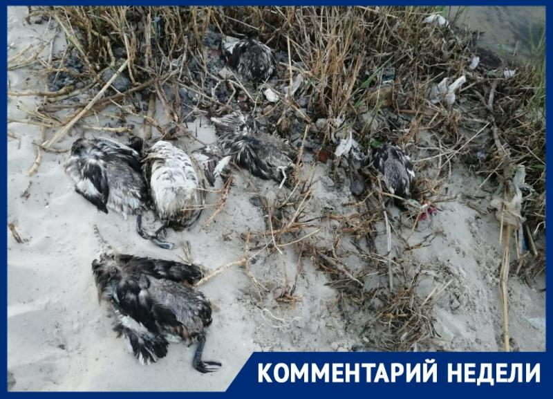 Администрация Таганрога прокомментировала ситуацию с мертвыми птицами на побережье