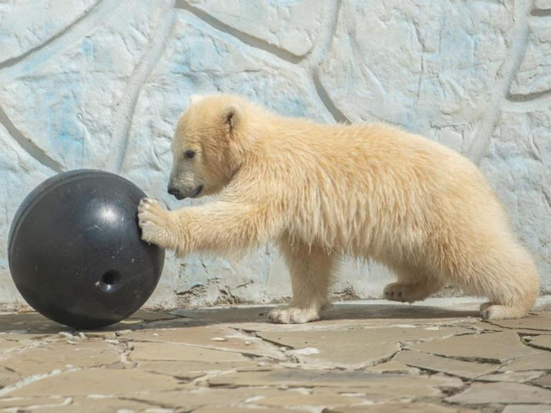 Дети-инвалиды из Таганрога могут с экскурсией побывать в ростовском зоопарке