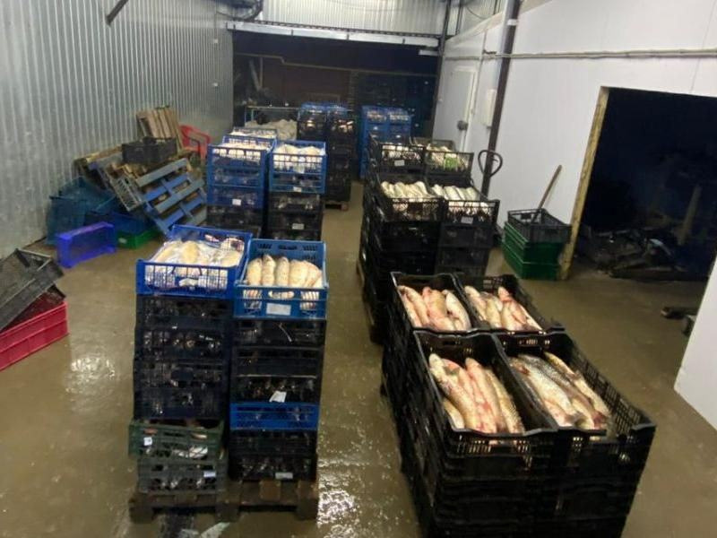 В Таганроге у предпринимателя изъяли 7 тонн рыбы