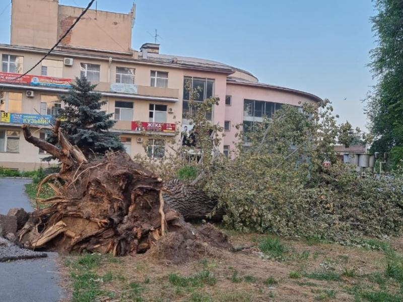 Огромное дерево рухнуло на пешеходную дорожку возле культурно-досугового центра «Олимп» во время урагана