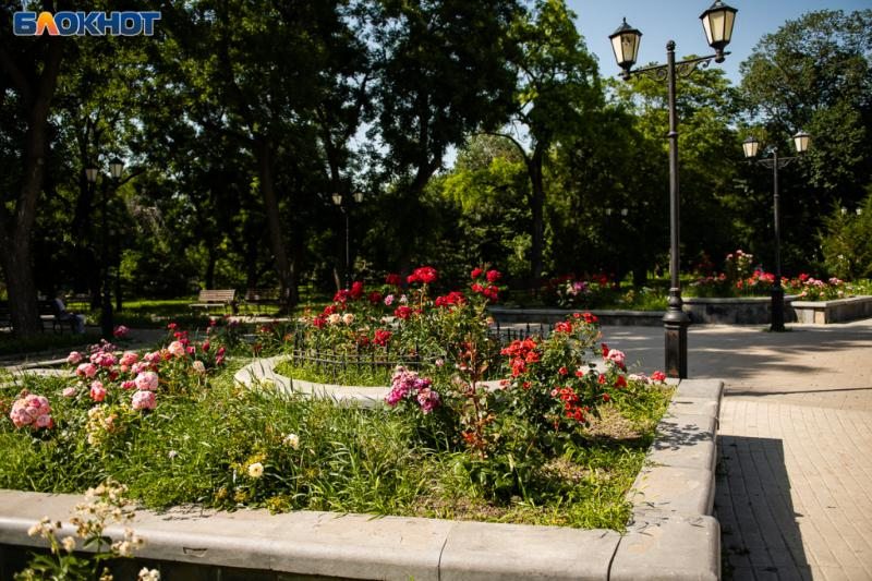 В Таганроге планируют высадить более 86 тысяч цветов