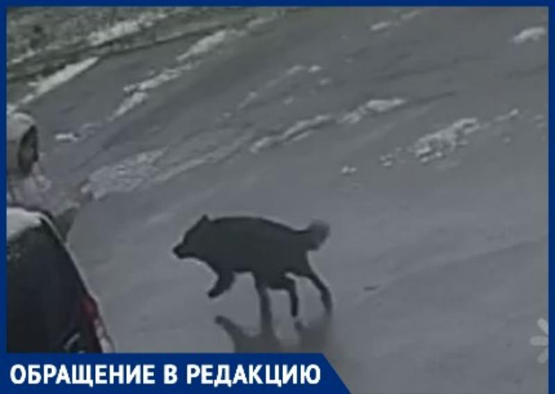 На видео попал момент нападения бездомной собаки на человека в Таганроге