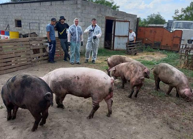 В хуторе, недалеко от Таганрога, зафиксирован случай африканской чумы свиней