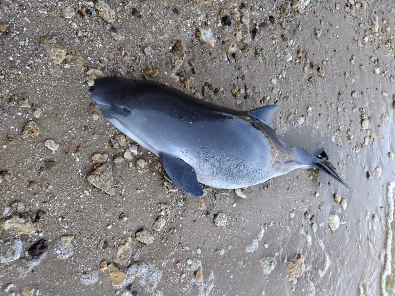 Жители Таганрога и окрестностей бьют тревогу из-за м*ртвых дельфинов