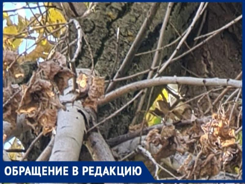 В Таганроге часть сухого ствола откололась от дерева и грозит прохожим