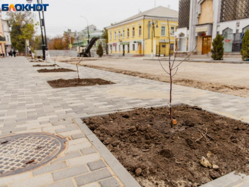 «Туи не для Таганрога»: горожане переживают за судьбу деревьев на Петровской