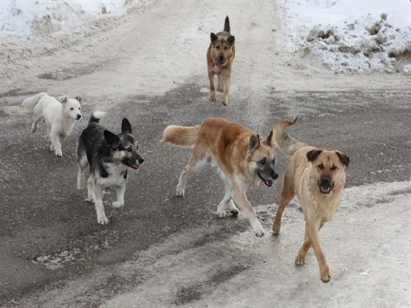 Стаи агрессивных бродячих собак в Таганроге нападают на детей