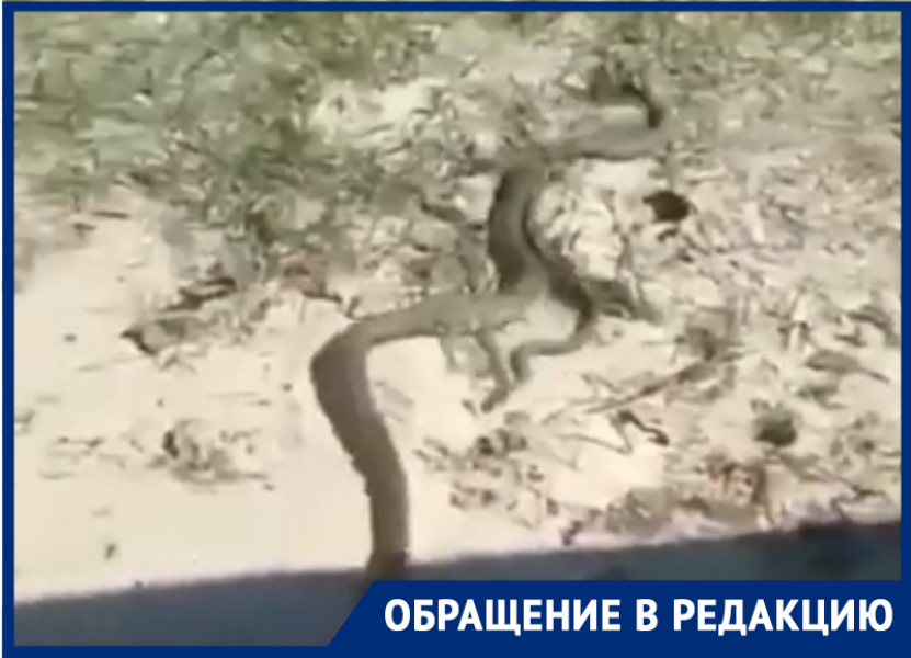 В Таганроге на Пушкинской набережной с новыми провалами появились и змеиные гнезда