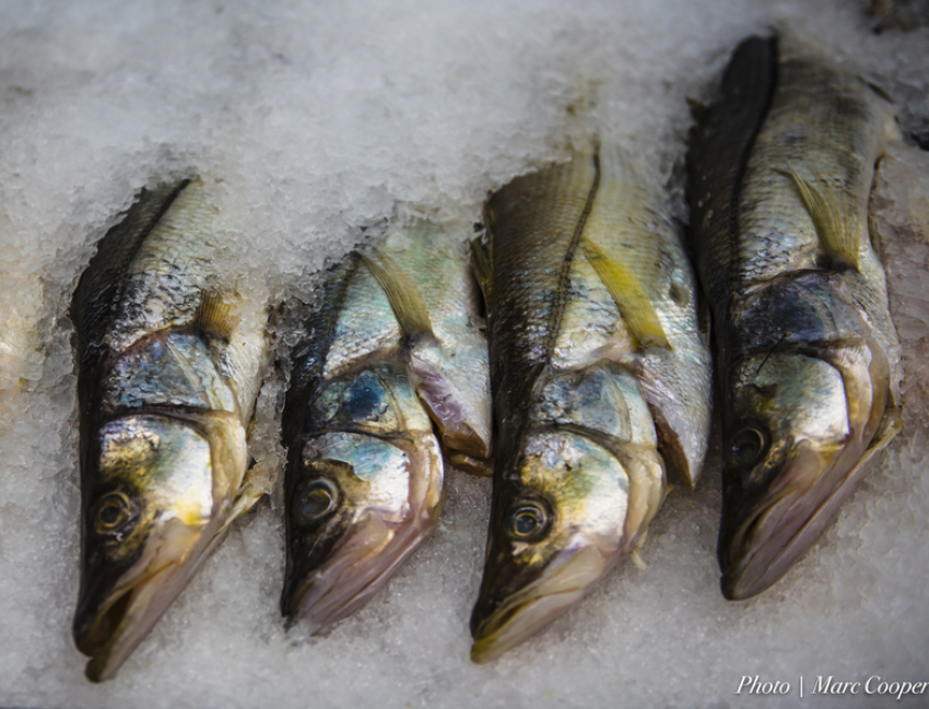 Азербайджанцы отведают вкусной рыбки из Таганрога