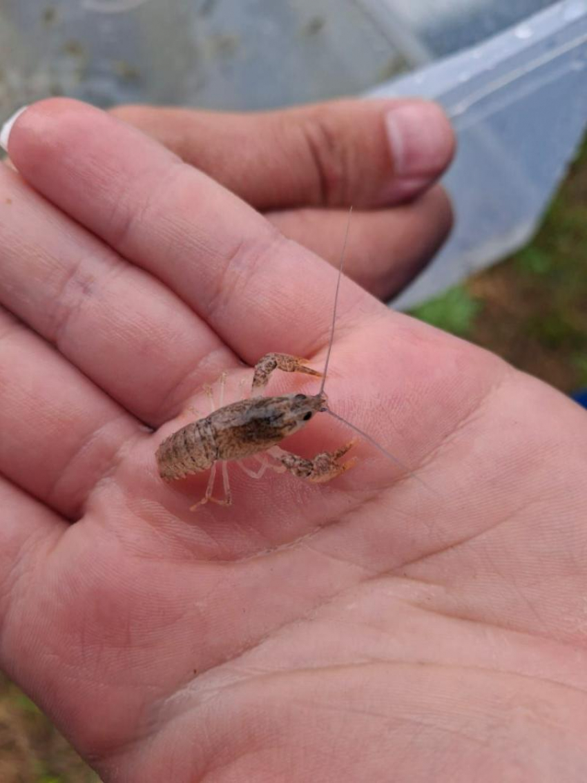 Таганрожцы получат шанс увидеть на своем столе австралийских раков и креветок