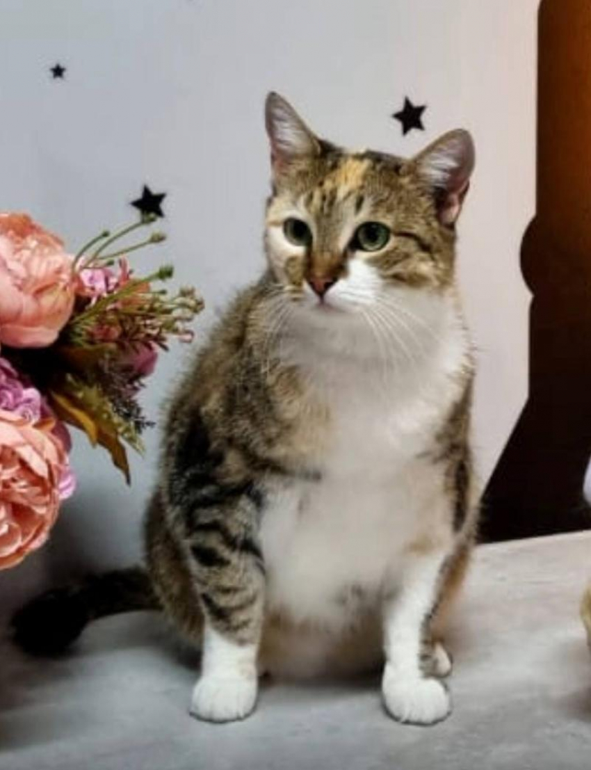 Таганрожец просит помочь найти его кошку: она пропала на Русском поле