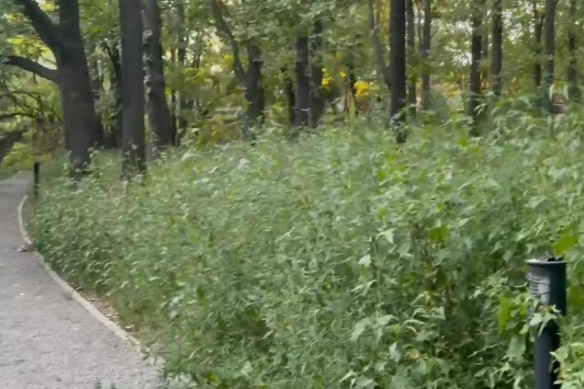 В городе потребовали ускорить покос сорной растительности: подрядчику поставили жесткий срок