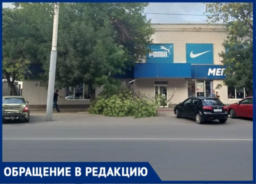 В Таганроге тяжелая ветвь дерева упала на место, где люди ждут маршрутку