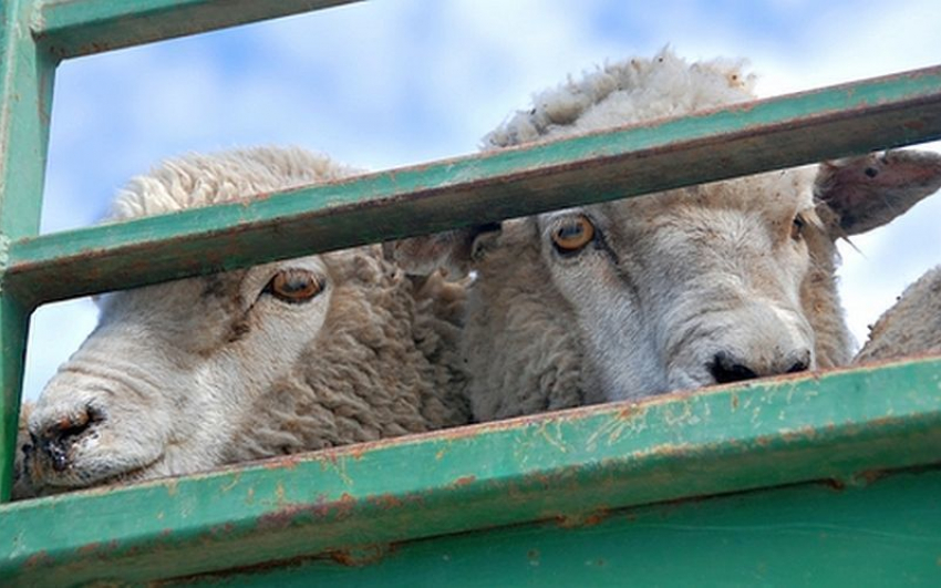 В Таганроге овцы хотели пересечь границу