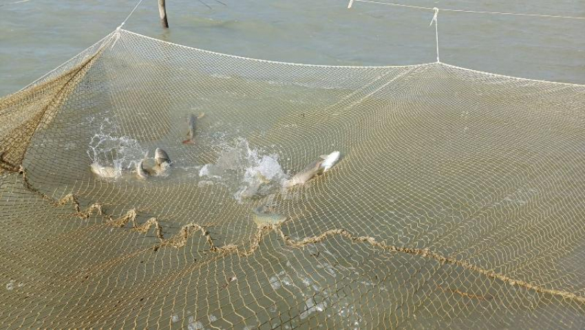 Азовское море меняется: таганрогские рыбаки столкнутся с новыми вызовами и возможностями