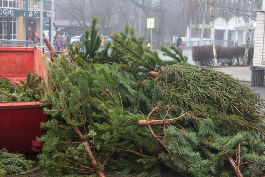 В Таганроге вновь пройдет сбор ёлок в переработку