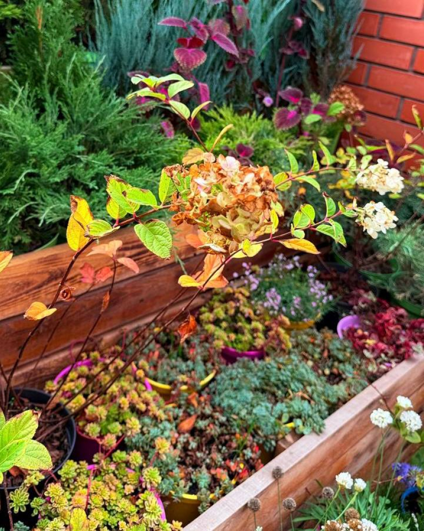 Таганрожцам на заметку: как правильно подготовить сад к зиме 