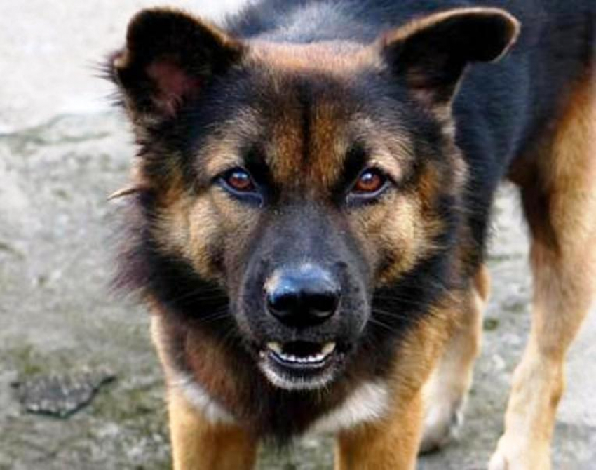 В Ростовской области на мальчика напала дворовая собака