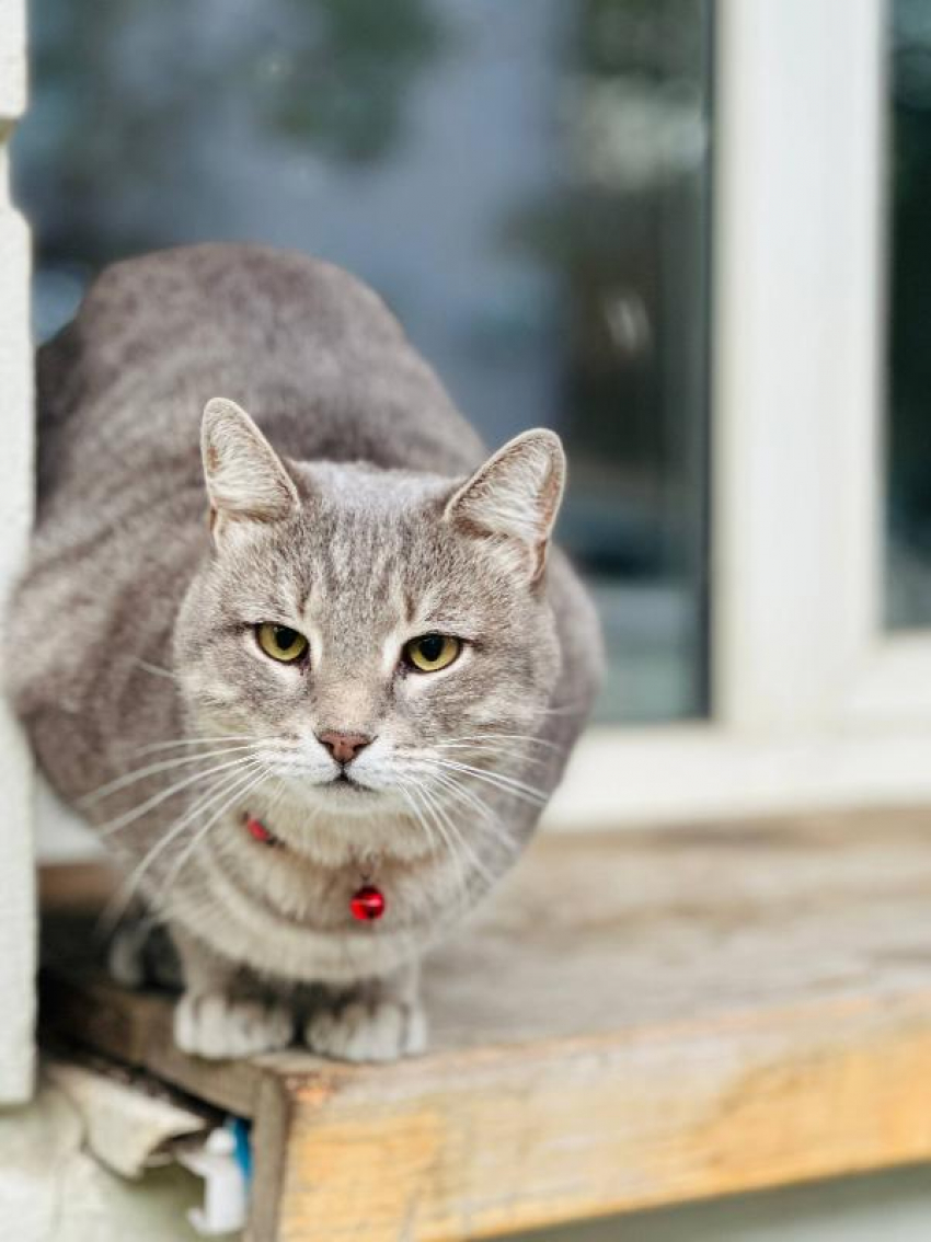 Настасьин день: гладить котиков рекомендовано сегодня таганрожцам