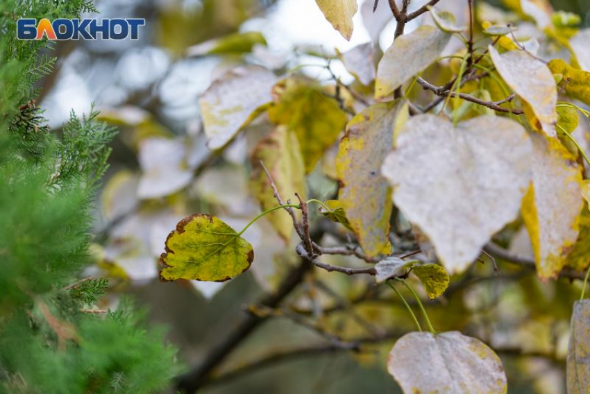 Новости народной мудрости: какие советы и запреты для таганрожцев несет в себе день Якова 