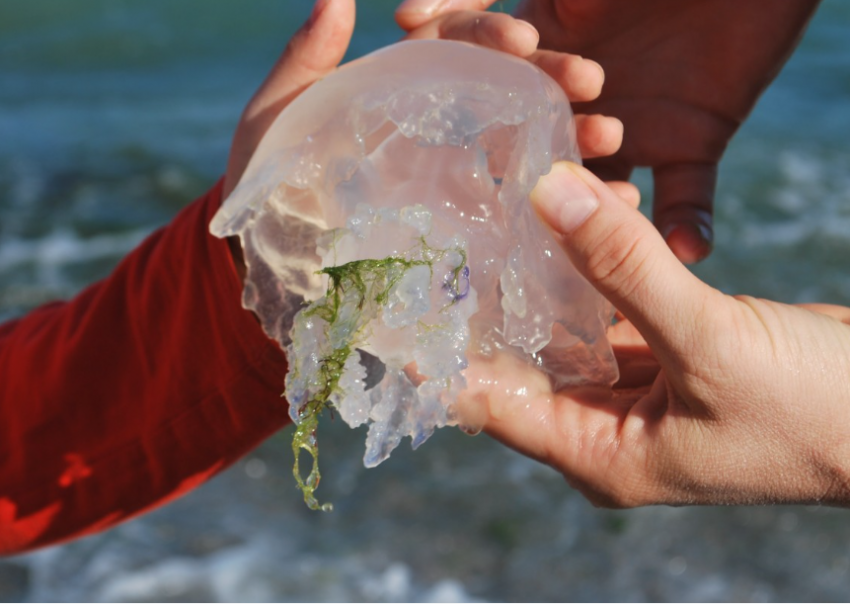 Миллионы тонн медуз забивают пляжи и мешают рыболовам - как не превратить Таганрогский залив в кисель