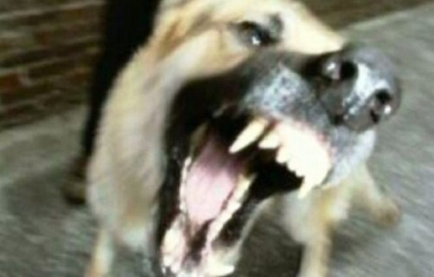 В Новочеркасске собака покусала 5-летнюю девочку