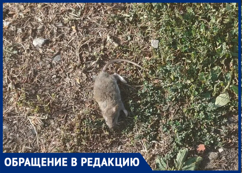 Крысы, заросли амброзии и чиновничье «не наше": власти Таганрога «отписались» от дороги к школе № 38