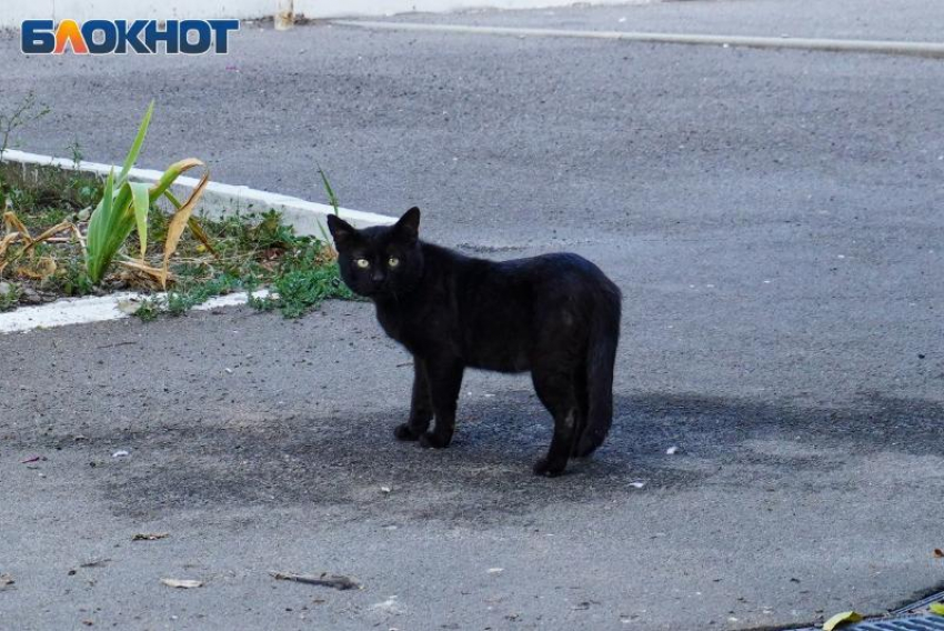 Для таганрожцев 11 января — день особый, «страшный»