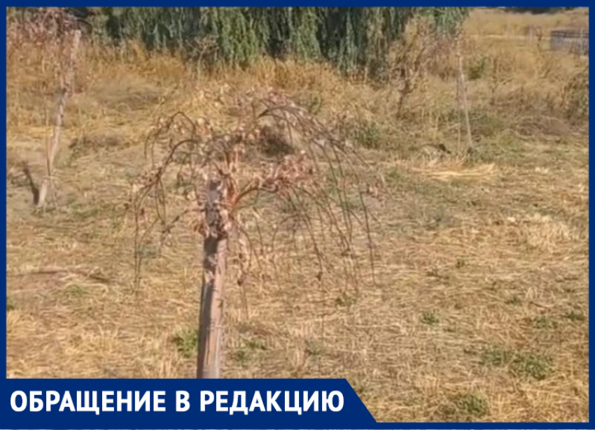 Равнодушие властей погубило деревья на чеховской набережной Таганрога