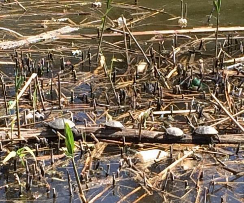 Таганрогское болото с лягушками вызвало у туристов чувство брезгливости