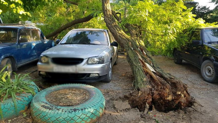  Не повезло: В Таганроге на автомобиль упало дерево 