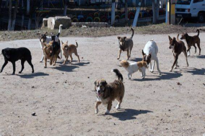 Стая из 10 собак держит в страхе жителей микрорайона Русское поле