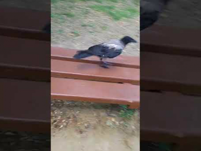 Наглая  ручная ворона в Приморском парке гоняет жителей от скамейки и садится всем на голову