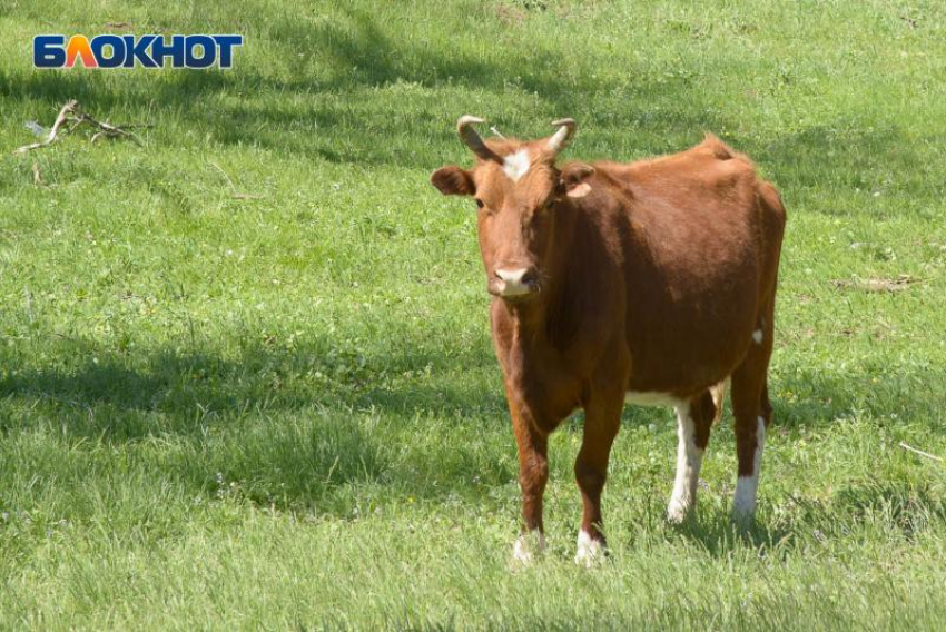 Таганрожцы могут остаться без местного мяса: в Ростовской области напряженная ситуация