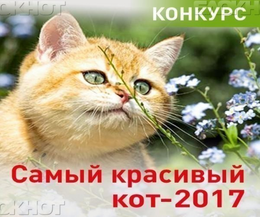 Началось голосование за участников конкурса «Самый красивый кот»
