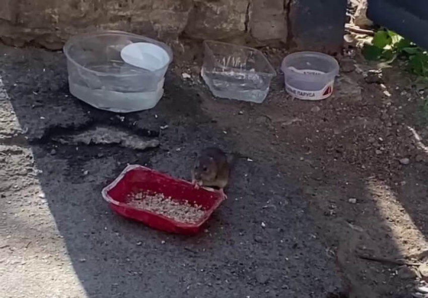 Едят из кошачьих мисок и смотрят в глаза: наглые крысы оккупировали особняк в центре Таганрога