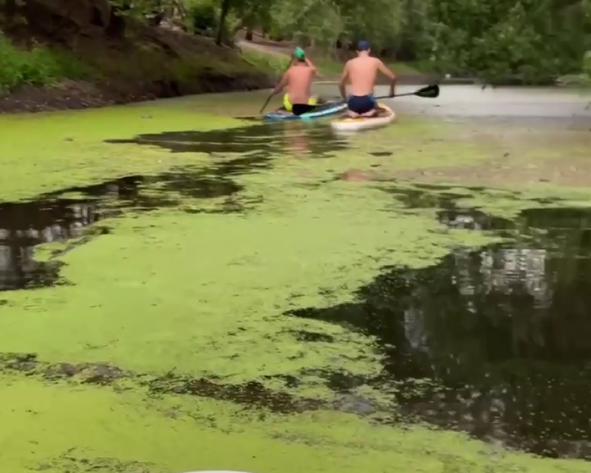 Река Миус внезапно обмелела и позеленела - таганрожцы предоставили наглядные улики 