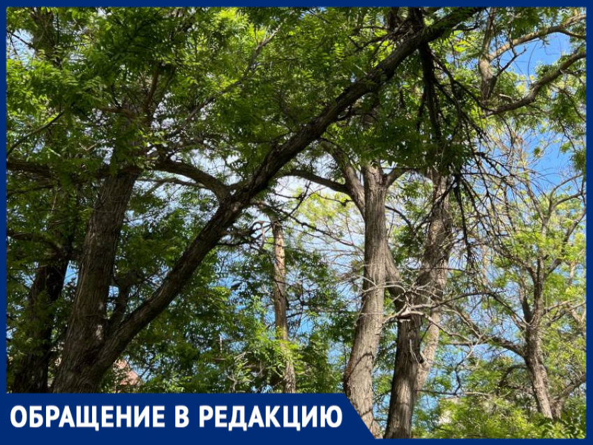 Дерево в центре Таганрога вот-вот упадет на головы студентам и иным прохожим 