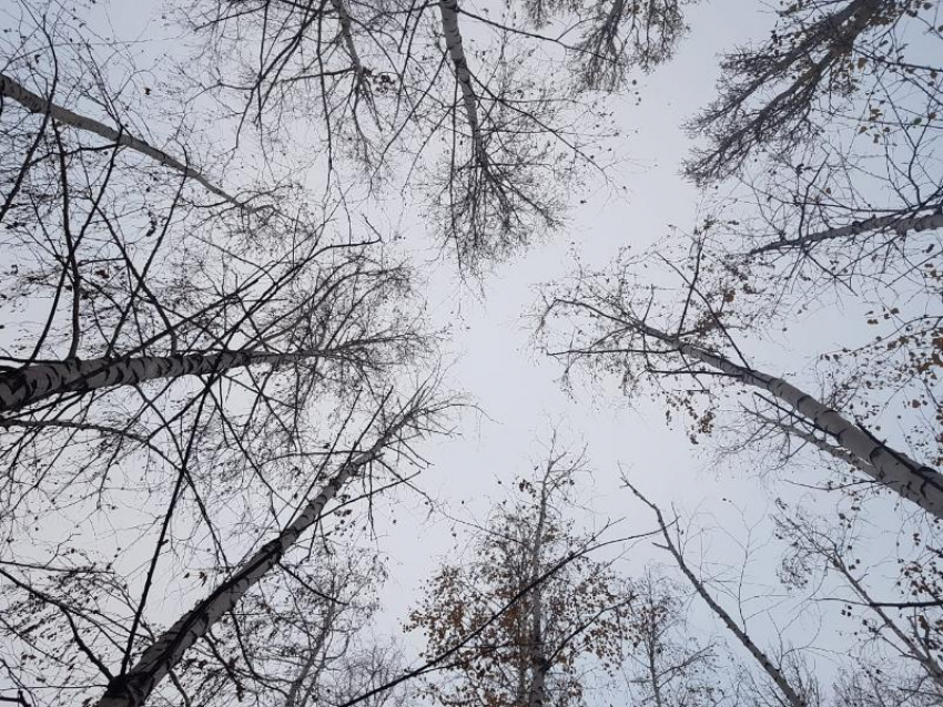 В Таганроге вводят аварийный режим: сильный ветер валит деревья