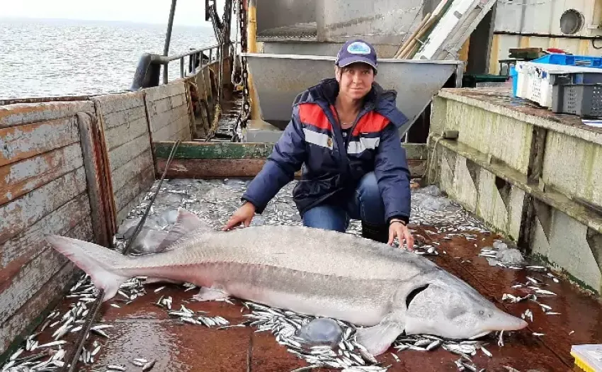 В Азовском море выросло число осетров: будет ли в Таганроге икорный бум?